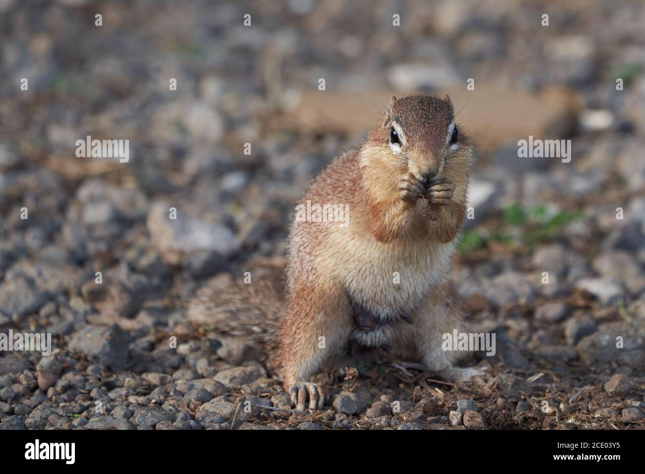 La ardilla de tierra sin rayas Xerus rutilus Amboseli National Park - África comiendo sentado Foto de stock