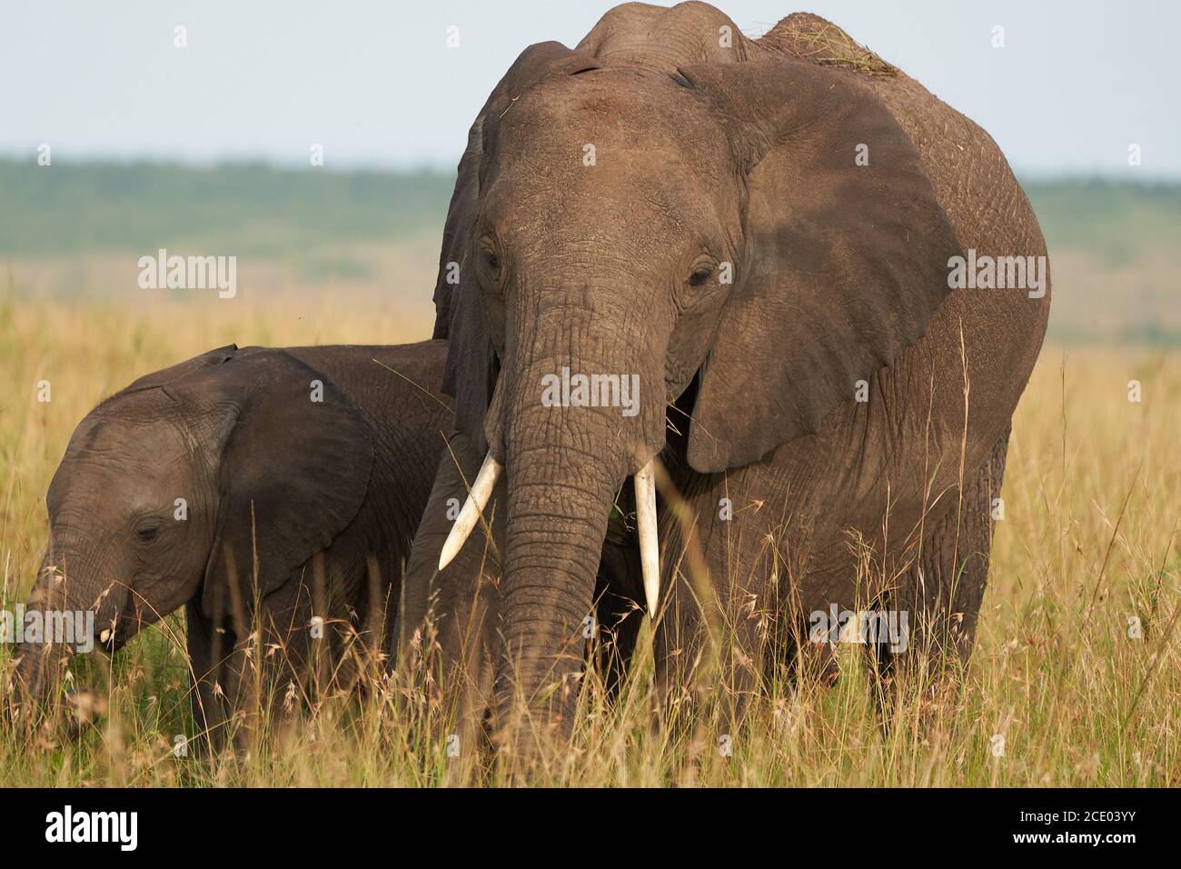Elefante bebé Amboseli - Safari de cinco grandes -bebé elefante arbusto africano Loxodonta africana Foto de stock