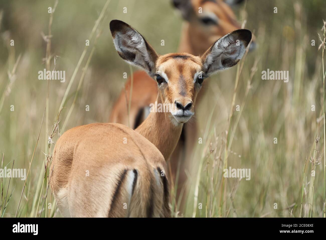 Impala Group Impalas Antelope Retrato Africa Safari Foto de stock