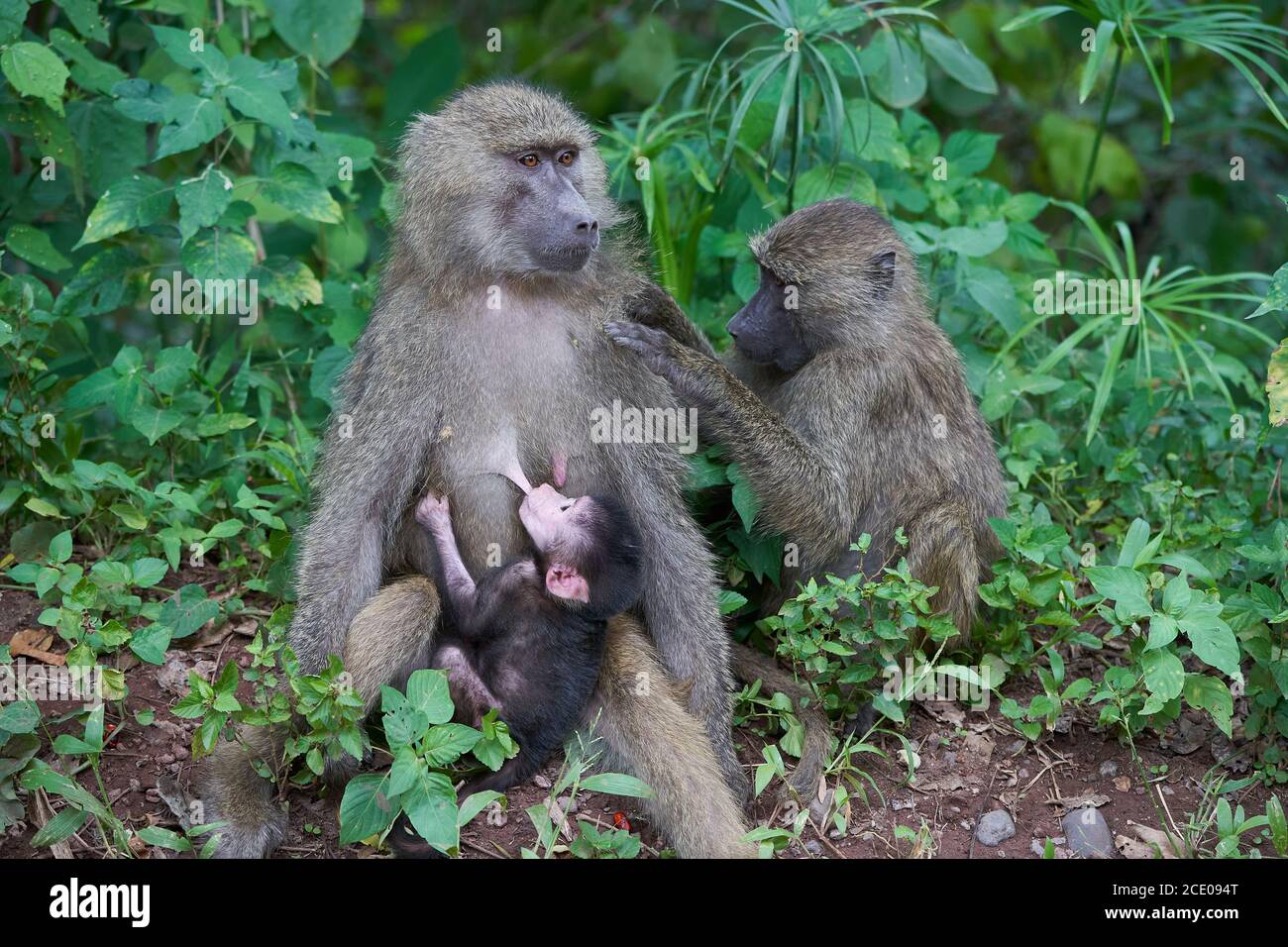 Babuino de oliva bebé Papio anubis babuino Cercopithecidae Monkey del viejo mundo Foto de stock