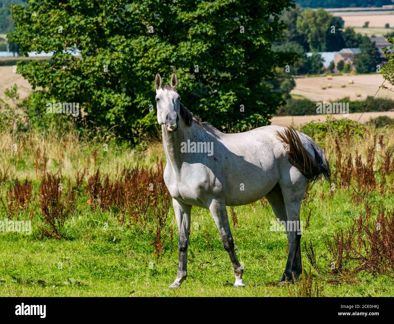 East Lothian, Escocia, Reino Unido, 30 de agosto de 2020. El tiempo en el Reino Unido: Un caballo de raza blanco retirado en un campo soleado Foto de stock