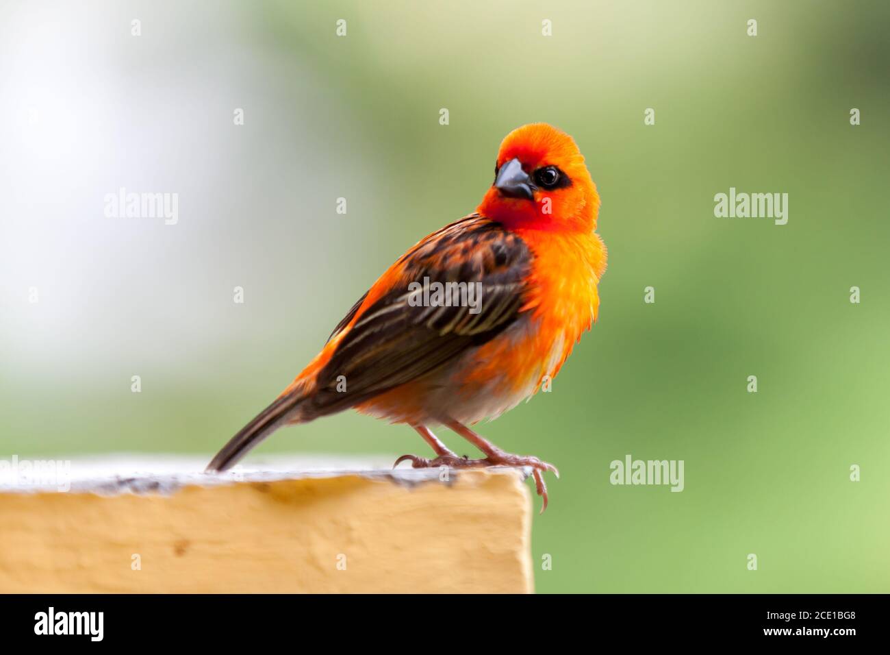 Un pequeño pájaro rojo en las Seychelles Foto de stock