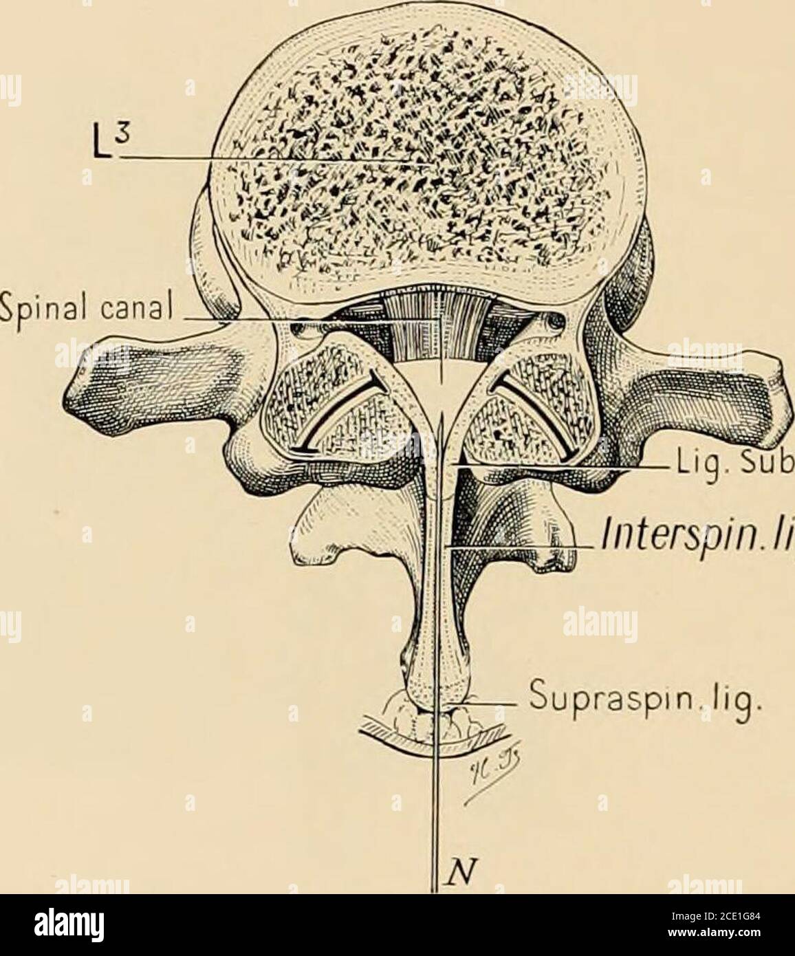 Anestesia regional : su aplicación técnica y clínica . s stylet  completamente en yen su posición correcta, está firmemente sostenido por su  centro entre el dedo índice de la mano derecha,