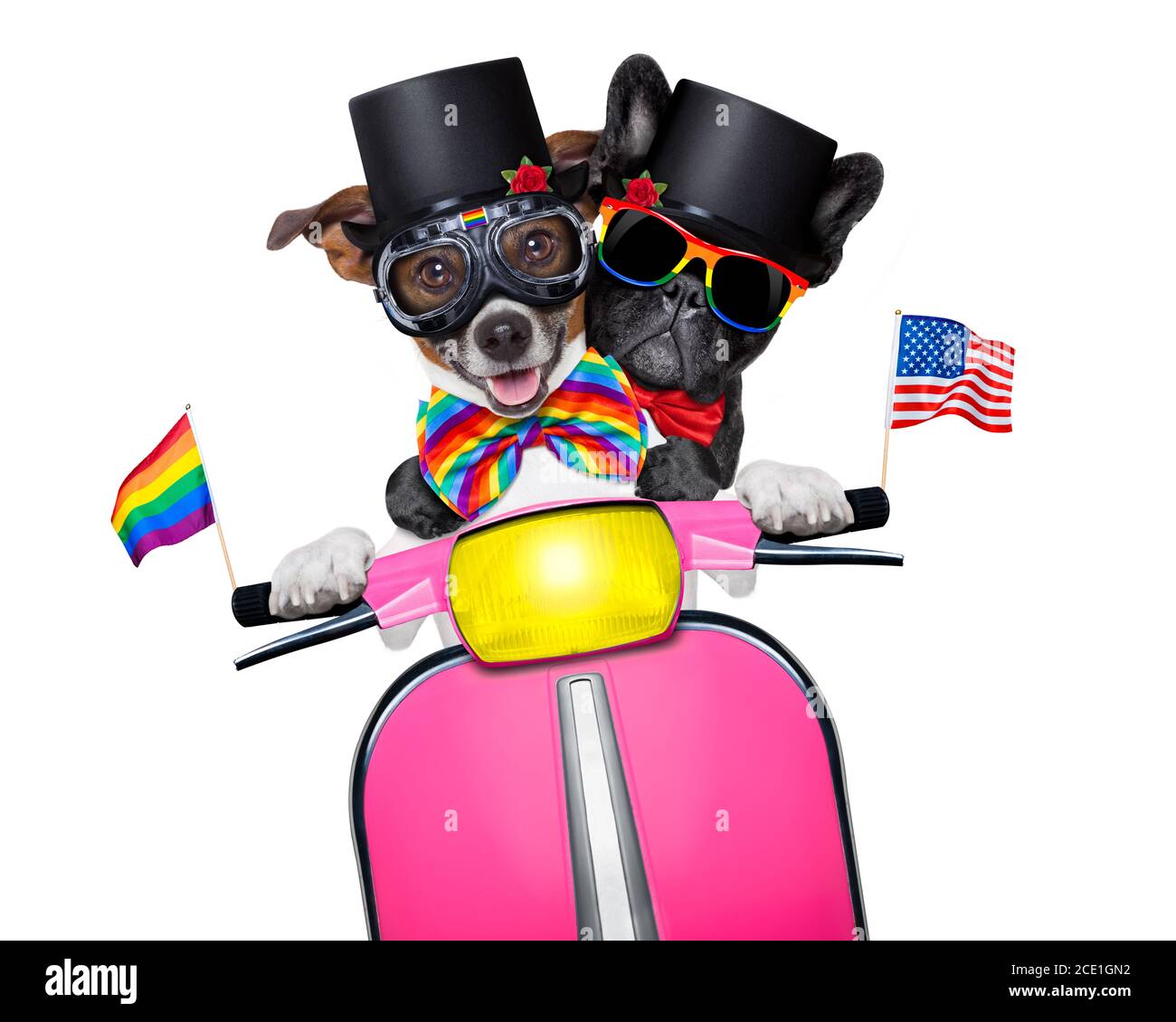 perros homosexuales de matrimonio Fotografía de stock - Alamy