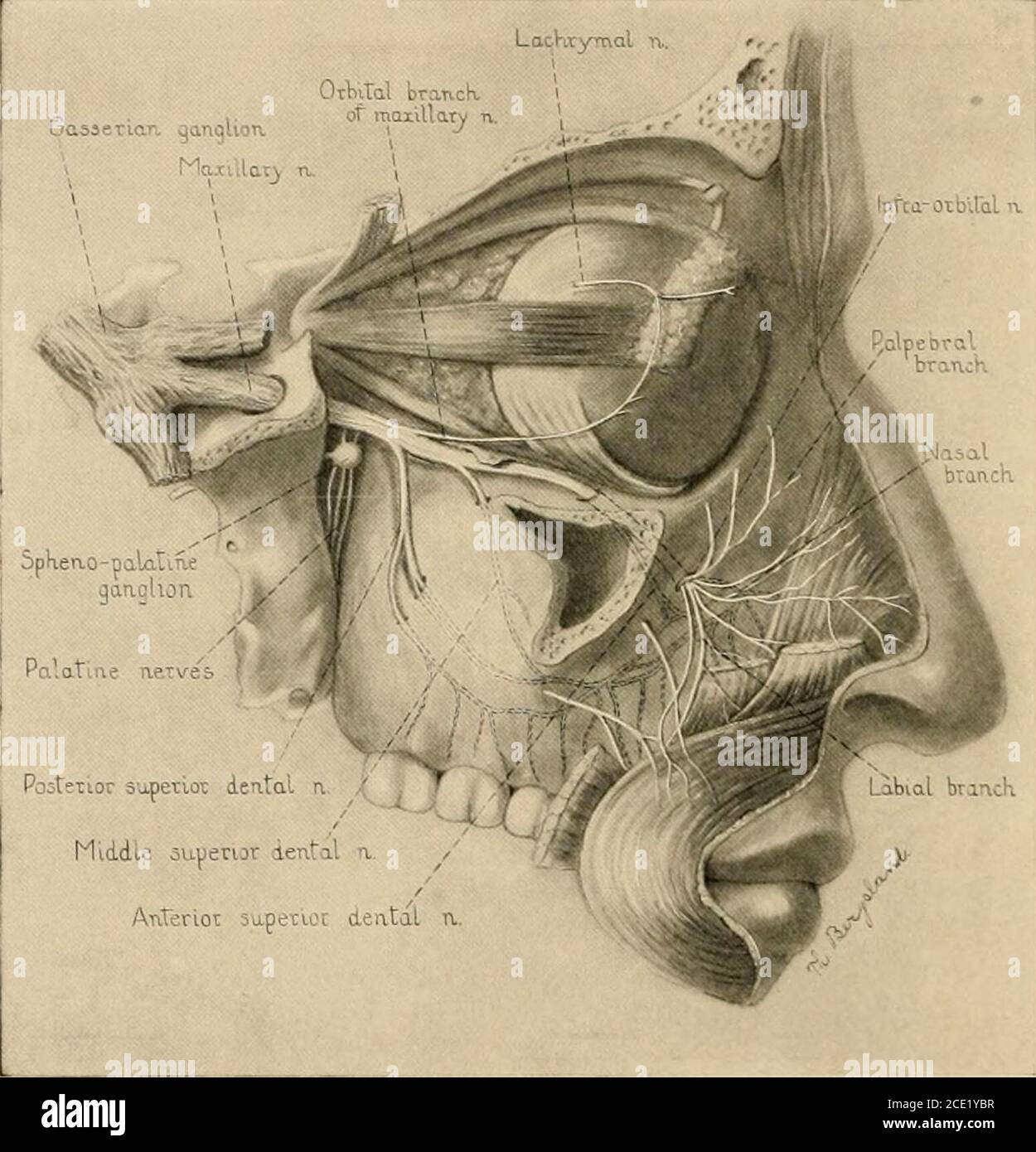 Anestesia regional : su aplicación técnica y clínica . Fig. 41.—bloque  orbital. Dirección de la aguja en relación con el esqueleto: a. Bloqueo  orbitario medial; b, bloqueo orbital lateral por la