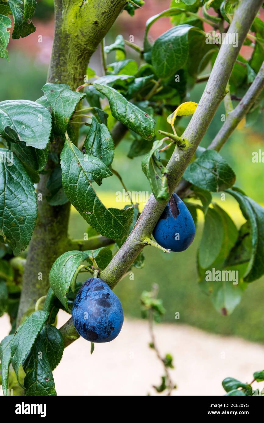 Damson 'Shropshire Prune', Prunus domestica. Foto de stock