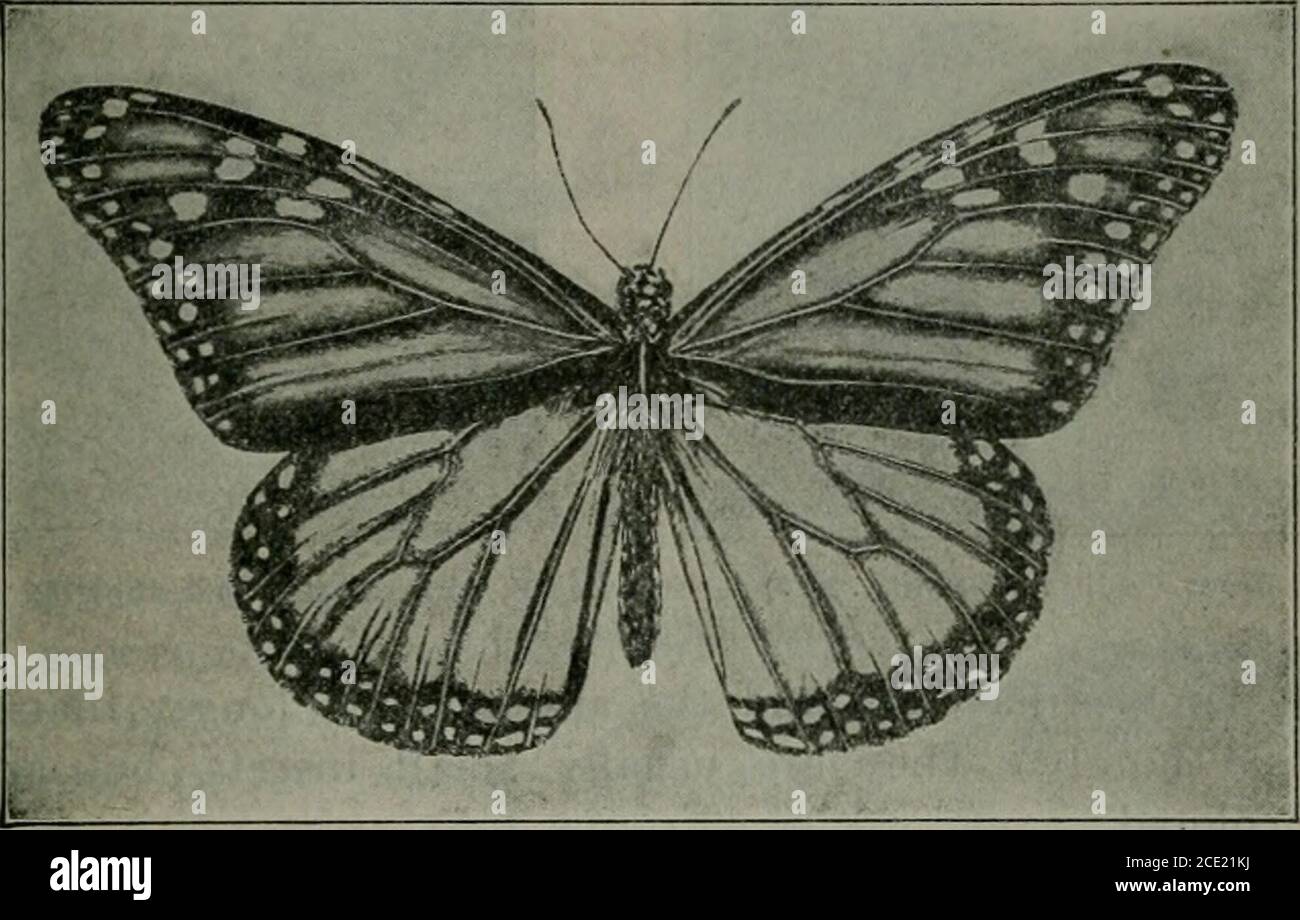 . Apéndice a las Revistas del Senado y la Asamblea de la Asamblea de la Asamblea Legislativa del Estado de California . atractivo. Las mariposas están separadas en cinco familias, representantes de todas las cuales se encuentran en California. Estos son: 1. Nymphalidse, las mariposas con patas de pincel. 2. Lemoniida-. Las marcas de metal. Lycaenidse, The Blues, Coppers, y Hair-streaks. 4. Papilionidse, las colas de las golondrinas, etc. 5. Hesperiicbc. Los Skippers. La familia Nymphalidse se distingue de todas las otras mariposas por el hecho de que en ambos sexos el primer par de piernas o protorácicas es bolvenhared Foto de stock