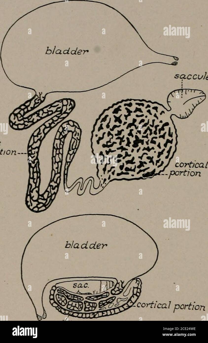 . Biología . branchiae Pleurobranchiae Crayfish (Astacus). .. .6 11 3 (2 rudimentarios) Lobster (Homarus) . .6 10 4 después de la aireación en las branquias, la sangre se pasa lentamente en senos branquiales intolerantes (senos branquiales), que se encuentran en la cámara pericárdica que contiene el corazón. El lattertiene la forma de un escudo pentagonal con seis aberturas u ostias, de las cuales un par es dorsal, uno lateral y uno ventral. La sangre del pericardio entra en el corazón a través de estos ostias y evita volver por las válvulas en el interior, que se cierran a presión debido a la contracción de t. Foto de stock