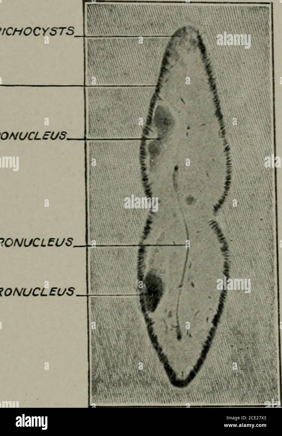 . Biología . los nuevos contractilevacuoles están formados por las células hijas que separan y comienzan una existencia independiente. Todo el proceso requiere de media hora a dos horas según la temperatura. Irritabilidad.—como UNA moeba proteus otra vez, Paramecium respondsa estímulos externos, pero teniendo órganos motiles definidos sus esponjas son más definidas y más fácilmente estudiadas. Responde PARAMECIUM CAUDATUM 65 a todos los estímulos repentinos por una reacción definida llamada una respuesta motora. Retrocede por la inversión de su acción ciliar, thenturns en su eje y se mueve hacia adelante otra vez. Si el ofendingobje Foto de stock