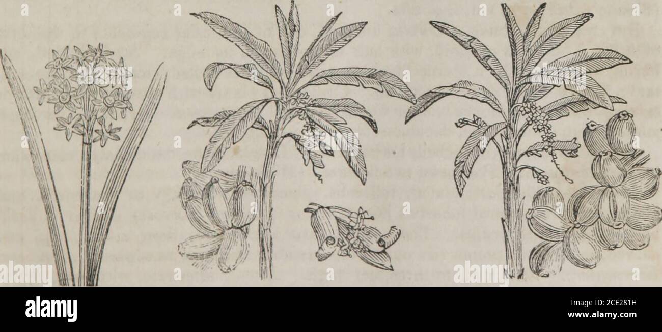 indigo bolsagage status