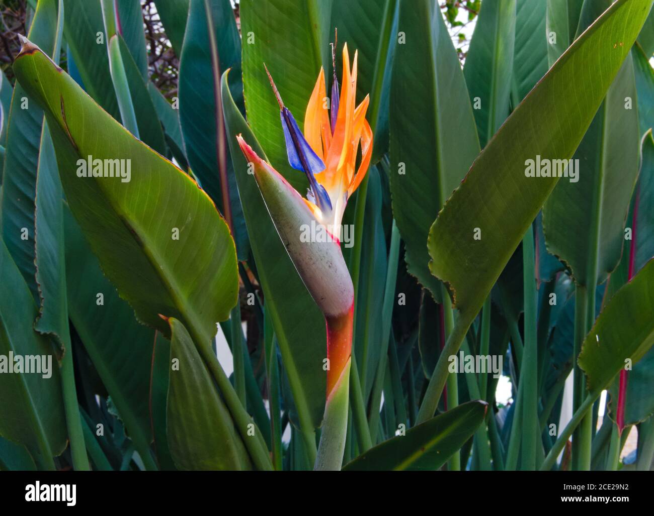 Flor de la grúa o pájaro de la flor del paraíso, nombre científico  Strelitzia reginae Fotografía de stock - Alamy