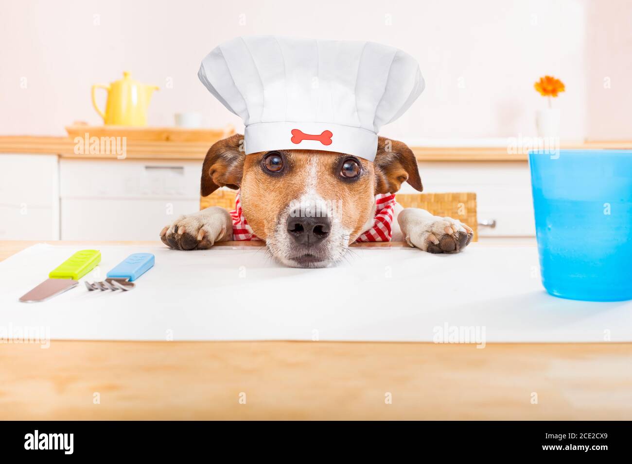 chef cocinero perro en la cocina Fotografía de stock - Alamy