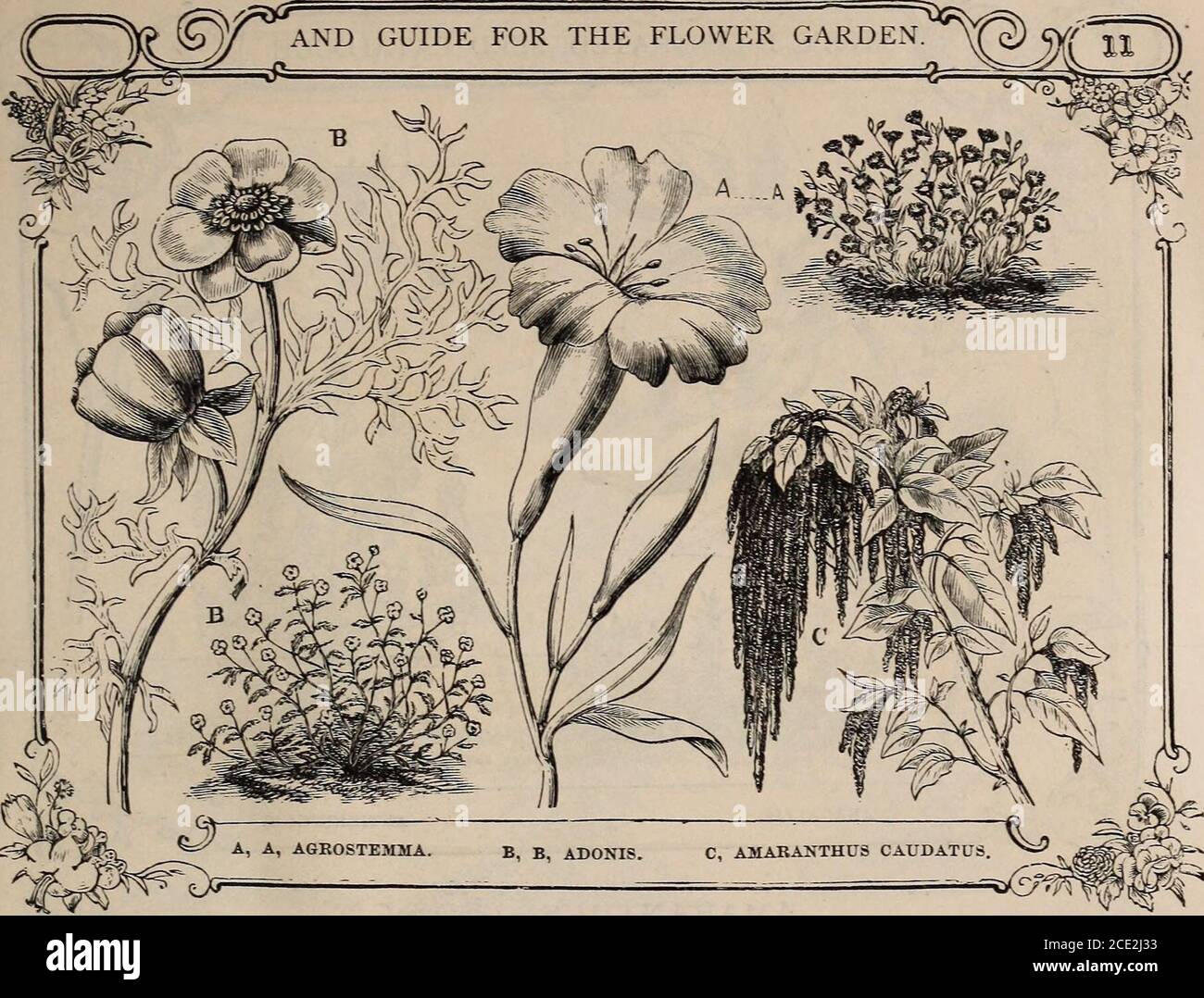 Catálogo ilustrado de Vick y guía floral, 1871 . ADONIS, Nat Ord.  Ranunculace*.una clase de plantas no muy cultivadas. Las flores son muy  brillantes, pero notnumeroso ; florecen durante mucho tiempo ;