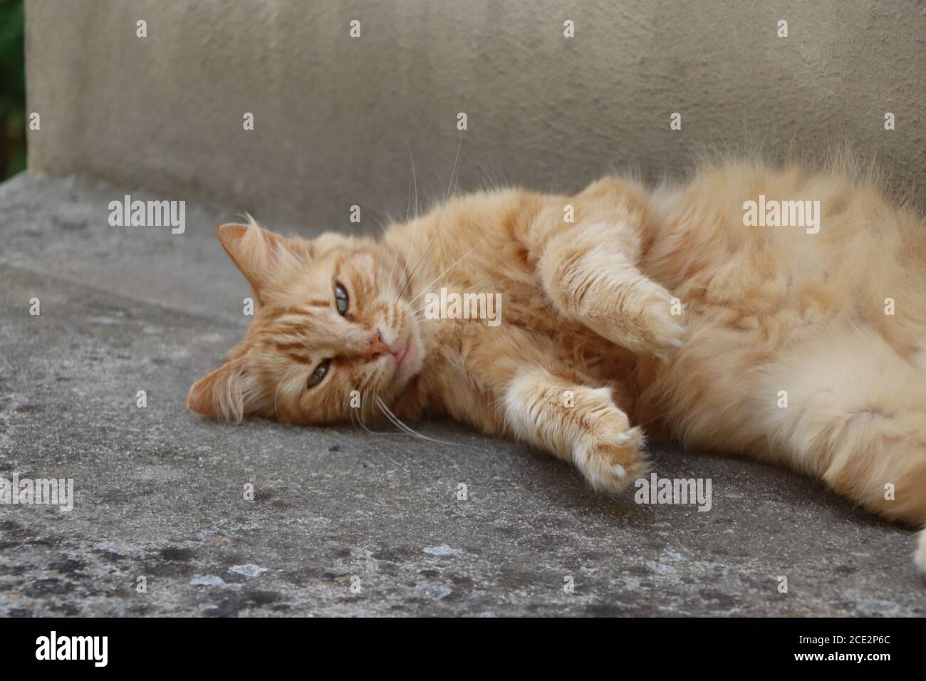 ginger gato relajarse en el jardín Foto de stock