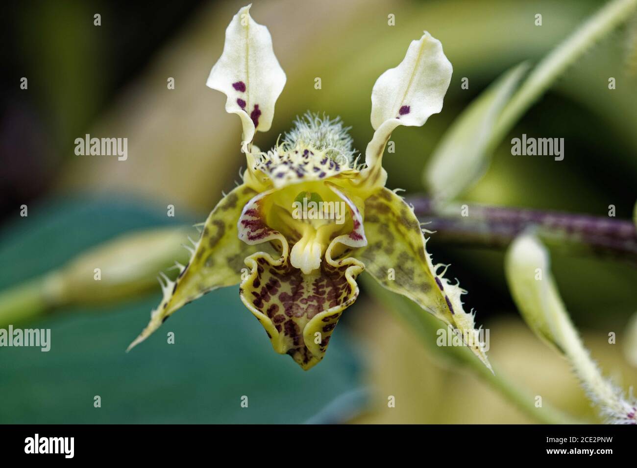 Dendrobium es un género de orquídeas epifitas y lithophytic mayormente en  la familia Orchidaceae Fotografía de stock - Alamy