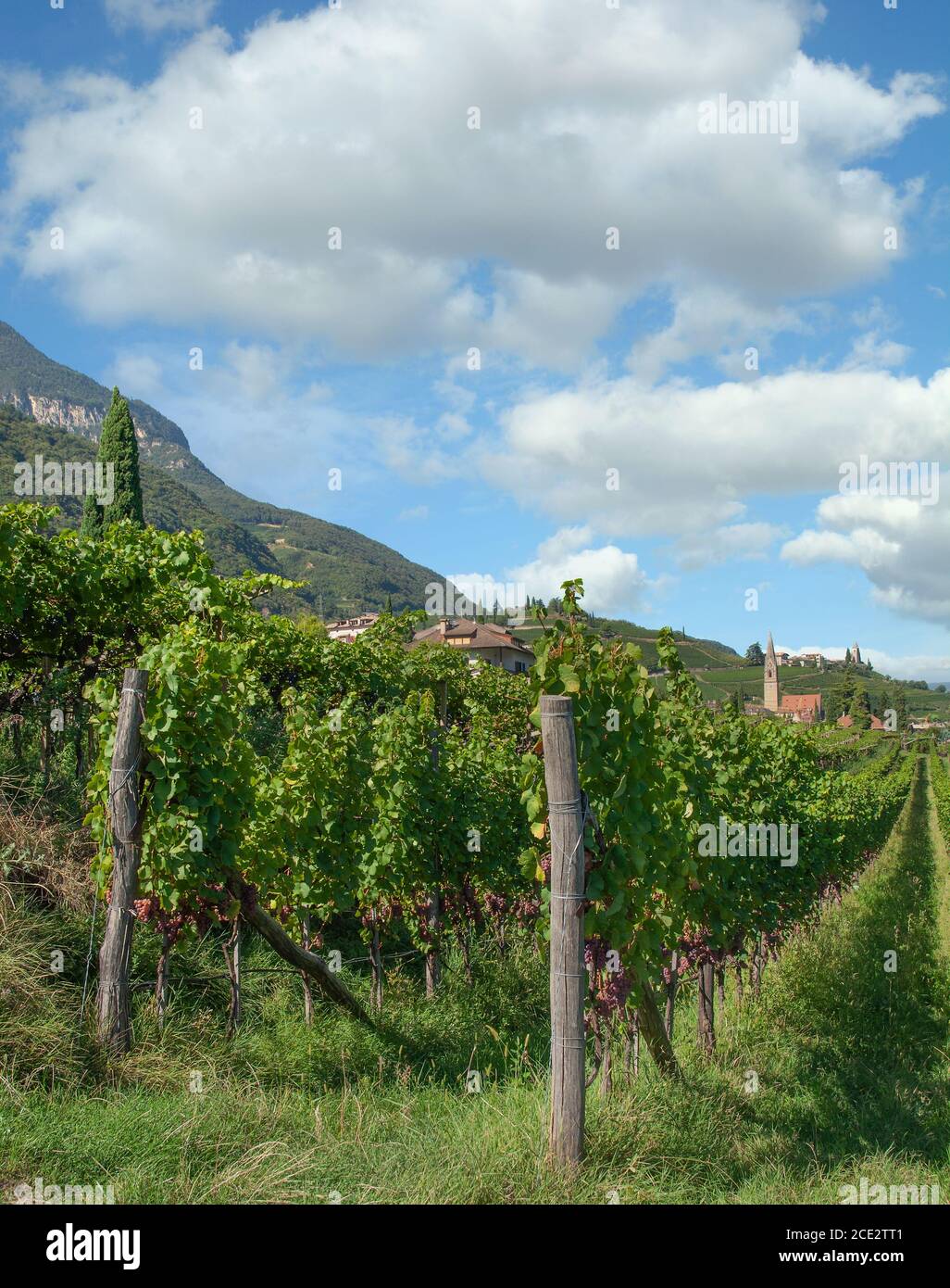 Camino del vino tirolés del sur cerca de Tramin,Tirol del sur,Trentino,Italia Foto de stock