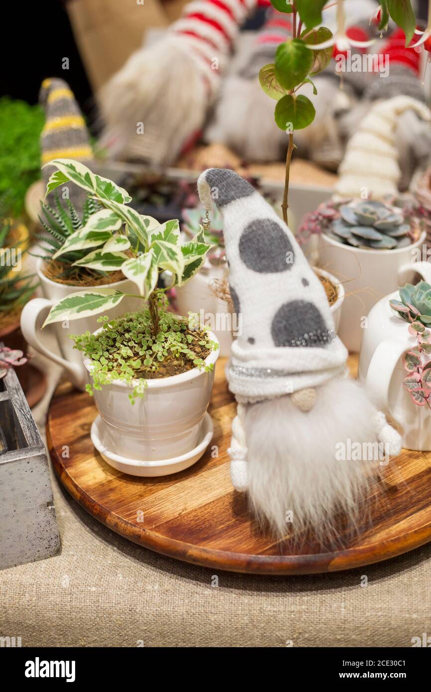 Varias pequeñas plantas interiores en macetas decorativas Fotografía de  stock - Alamy