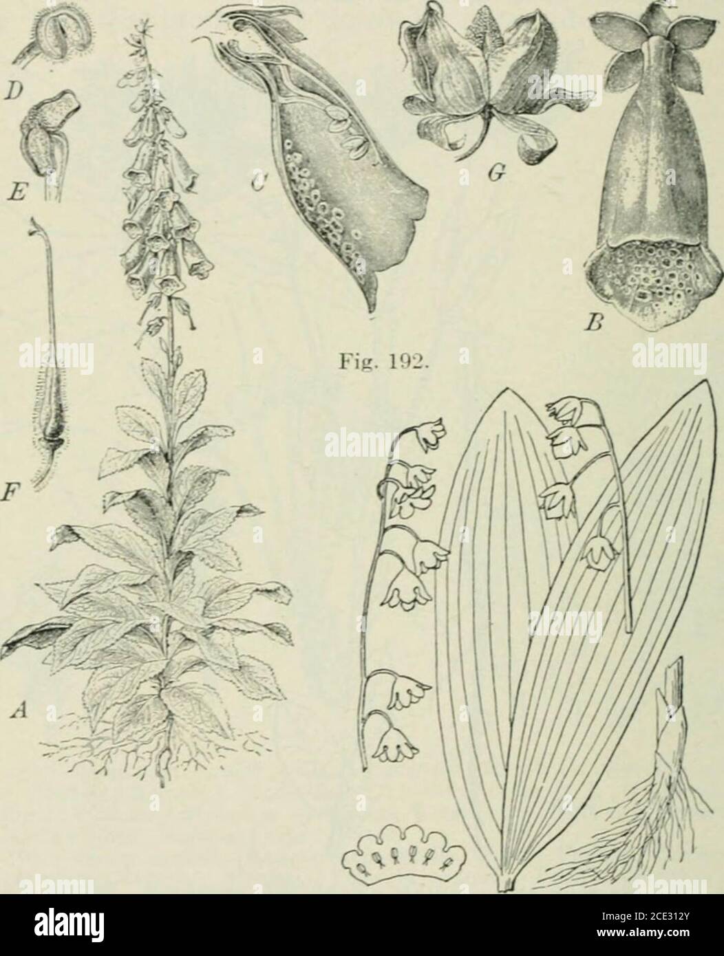 Plantas y sus usos; una introducción a la botánica . Fig. 191.—nieve en la  montaña (Euphorbia marginata. Familia de las espurías, Euphorhiacece). A,  planta entera, J. h, vaina de semilla. (Chesmit.)—crecimiento