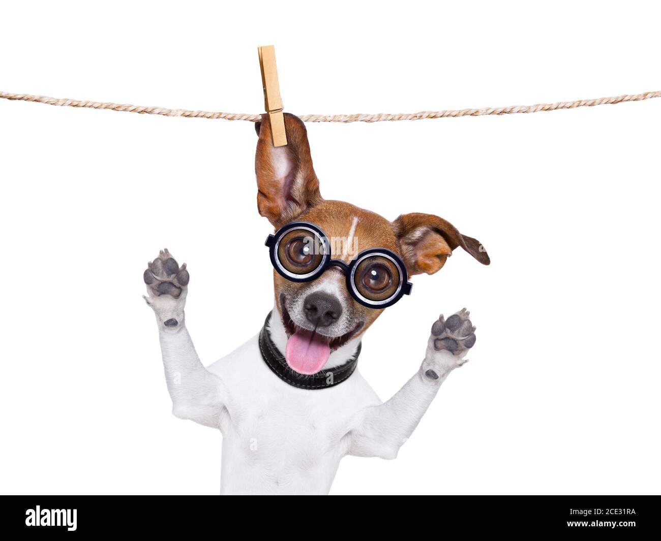 un perro loco Fotografía de stock - Alamy