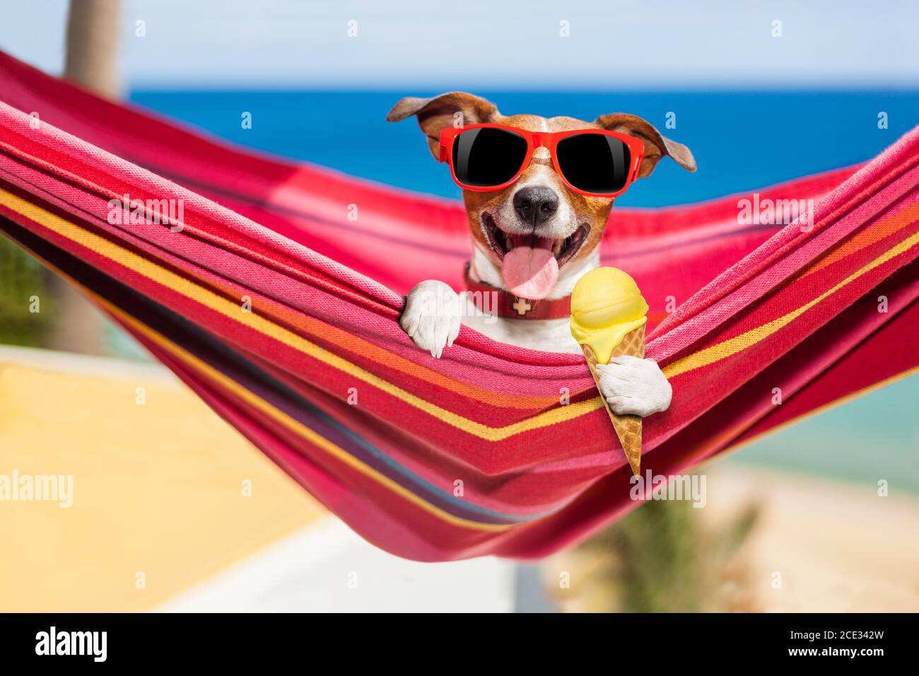 perro en la hamaca en verano con helado Fotografía de stock - Alamy