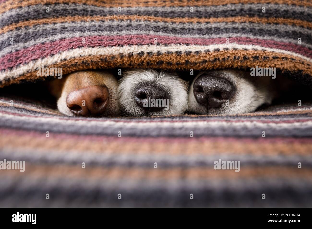 perros bajo manta juntos Foto de stock