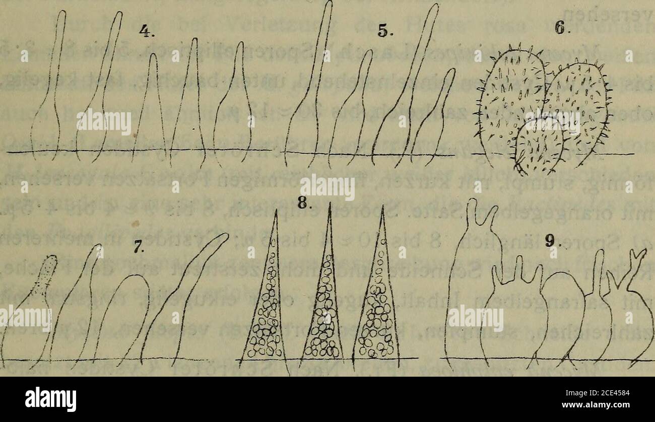 . Sitzungsberichte . fl / /w tä/l V-4s#~ -4-4 T. Fig. 1. Micena-Cystiden. Mycena subalpina. 2. M. erubescens. 3. M. olida. 4. AF. Lasiosperma.5. M. paupercula. M. cürinomavginata. M. cinerella. 8. M. parabolica. AF. Zephira.Gezeichnet vom Assistenten Josef Weese en Viena. Gräsern, ist daher ein Grasschmarotzer. Leider Hat Herpell(Hedwigia, 1912, 52. Bd., pág. 369) nur eine unvollständige be-schreibung des Pilzes gegeben. Im Wienerwalde kommt auf morschem Laube noch einezweite form vor welche wahrscheinlich die echte M. citrino-marginata Gill. Ist: A) Sporen länglich, unten spitz, 8 Foto de stock