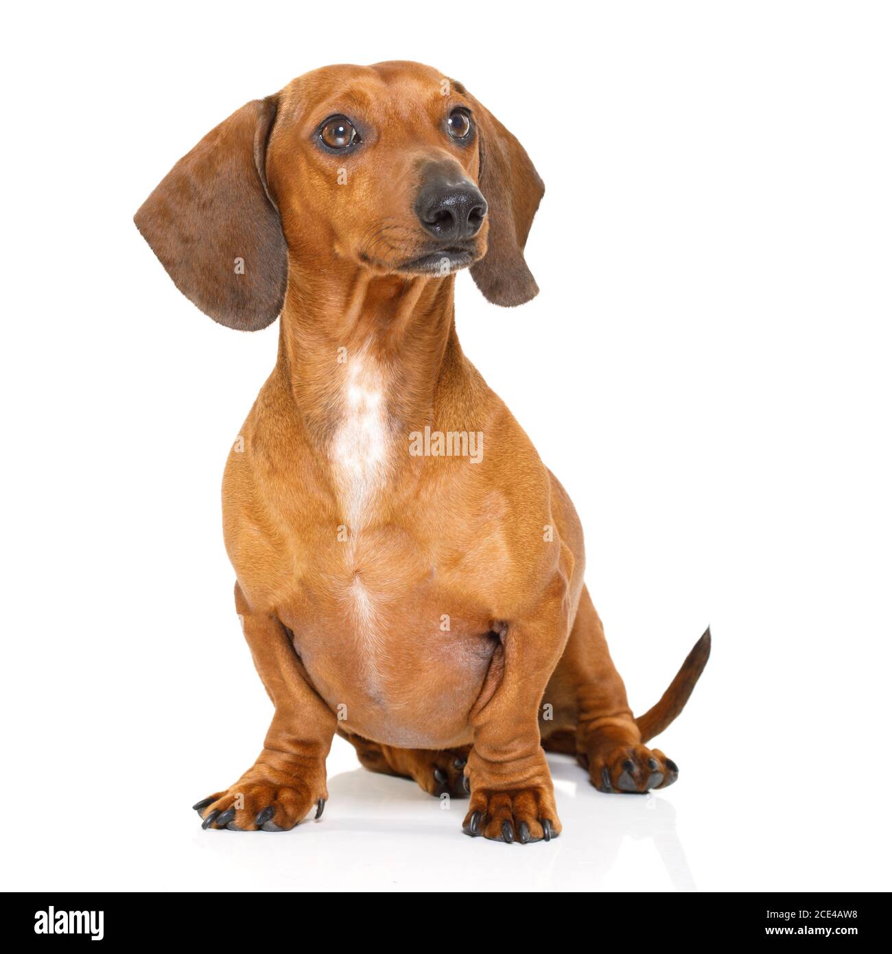 dachshund sentado o perro de salchicha Fotografía de stock - Alamy