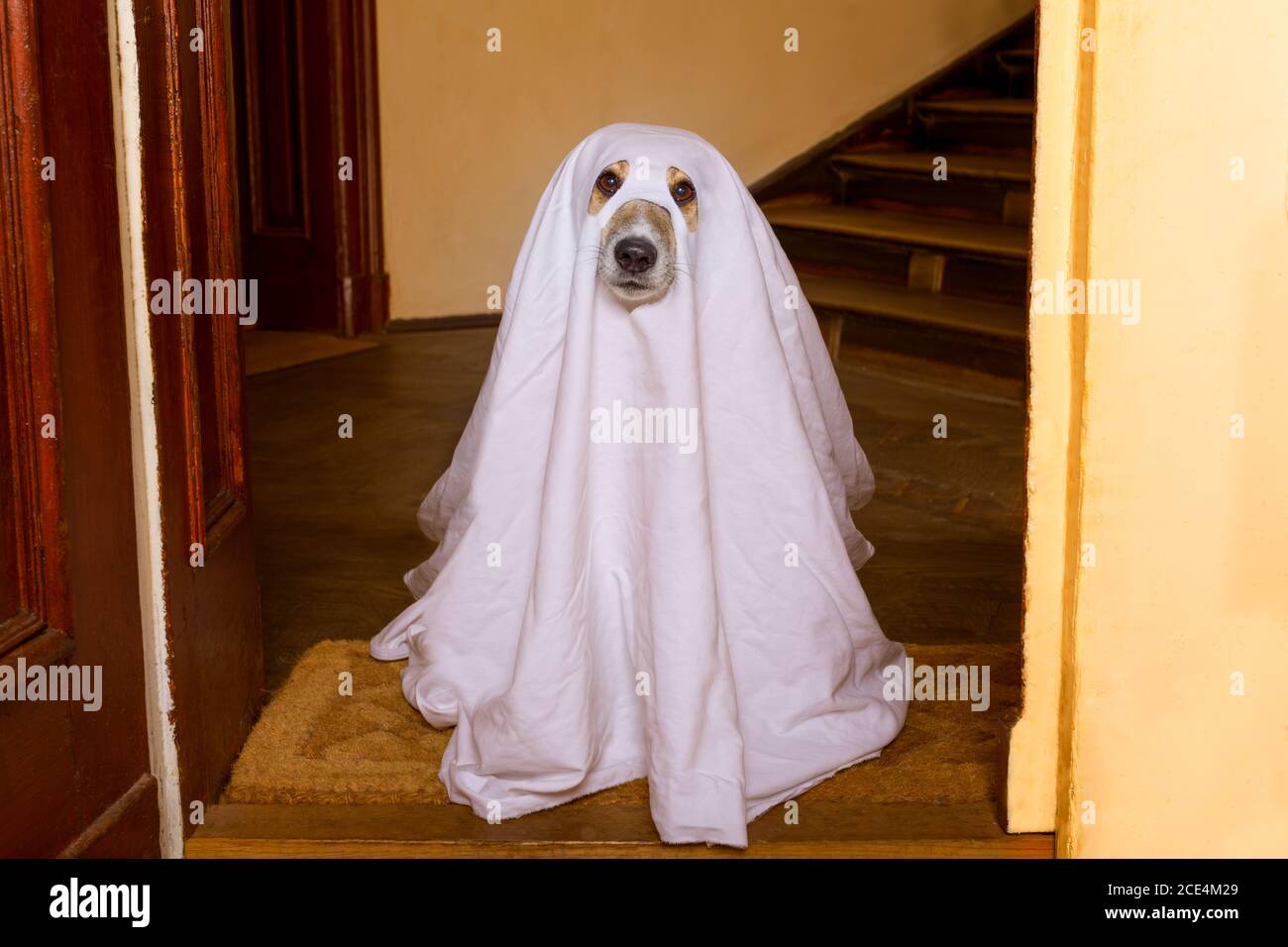 Perro fantasma fotografías e imágenes de alta resolución - Alamy