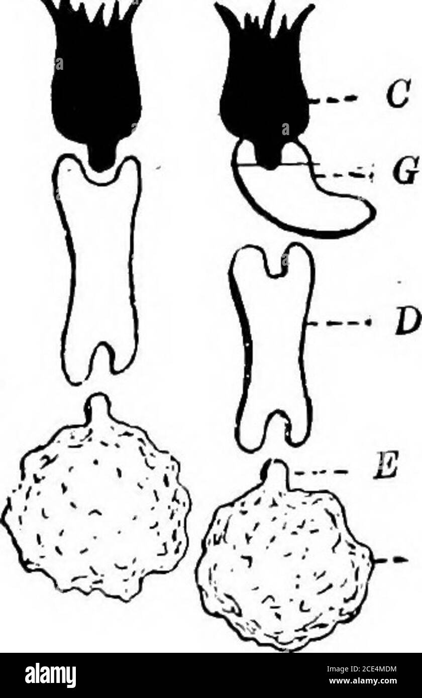 Microörganisms patogénicos; un manual práctico para estudiantes, médicos y  oficiales de salud. Fig. 67.—representación gráfica de receptores del primer  y tercer orden y de com-plement según lo concebido por Ehrlich: A,