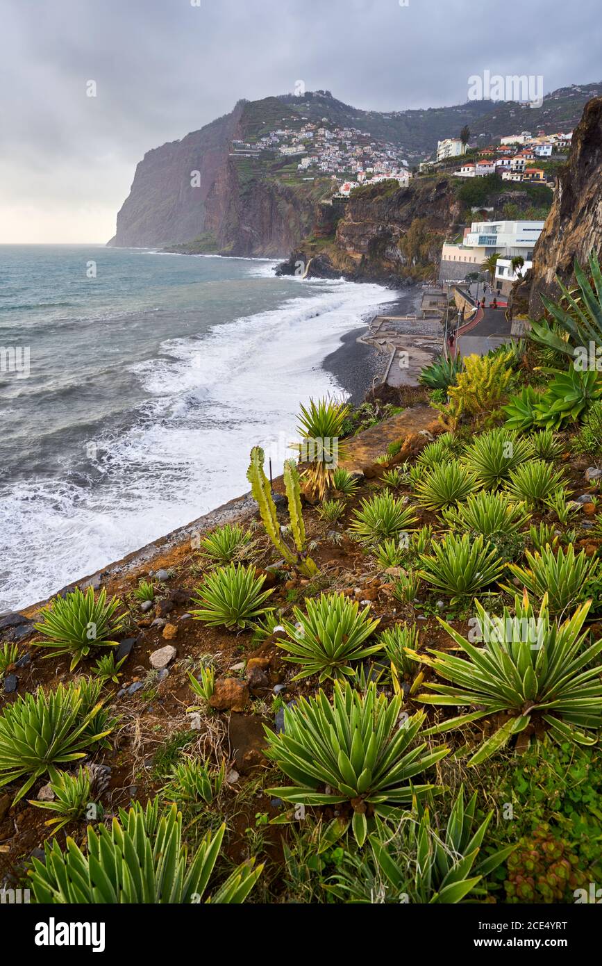Vista de Cabo Girão con cactus en primer plano en la Camara de Lobos, Madeira Foto de stock
