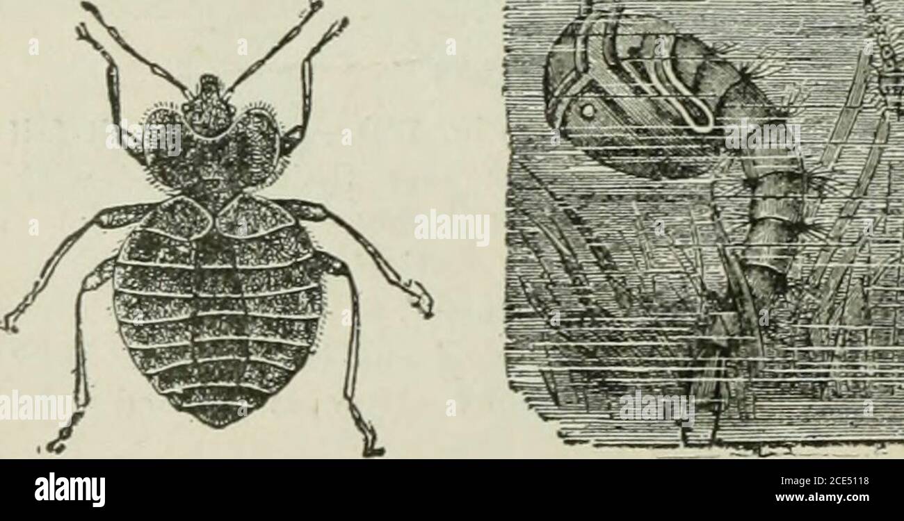Zoología para principiantes . f?r% Fig. 175. —chinche de cama. X s VR; Fig.  176. — Historia de la vida del mosquito. 4 Estudios ilustrados 93 Estudio  ilustrado de plagas de