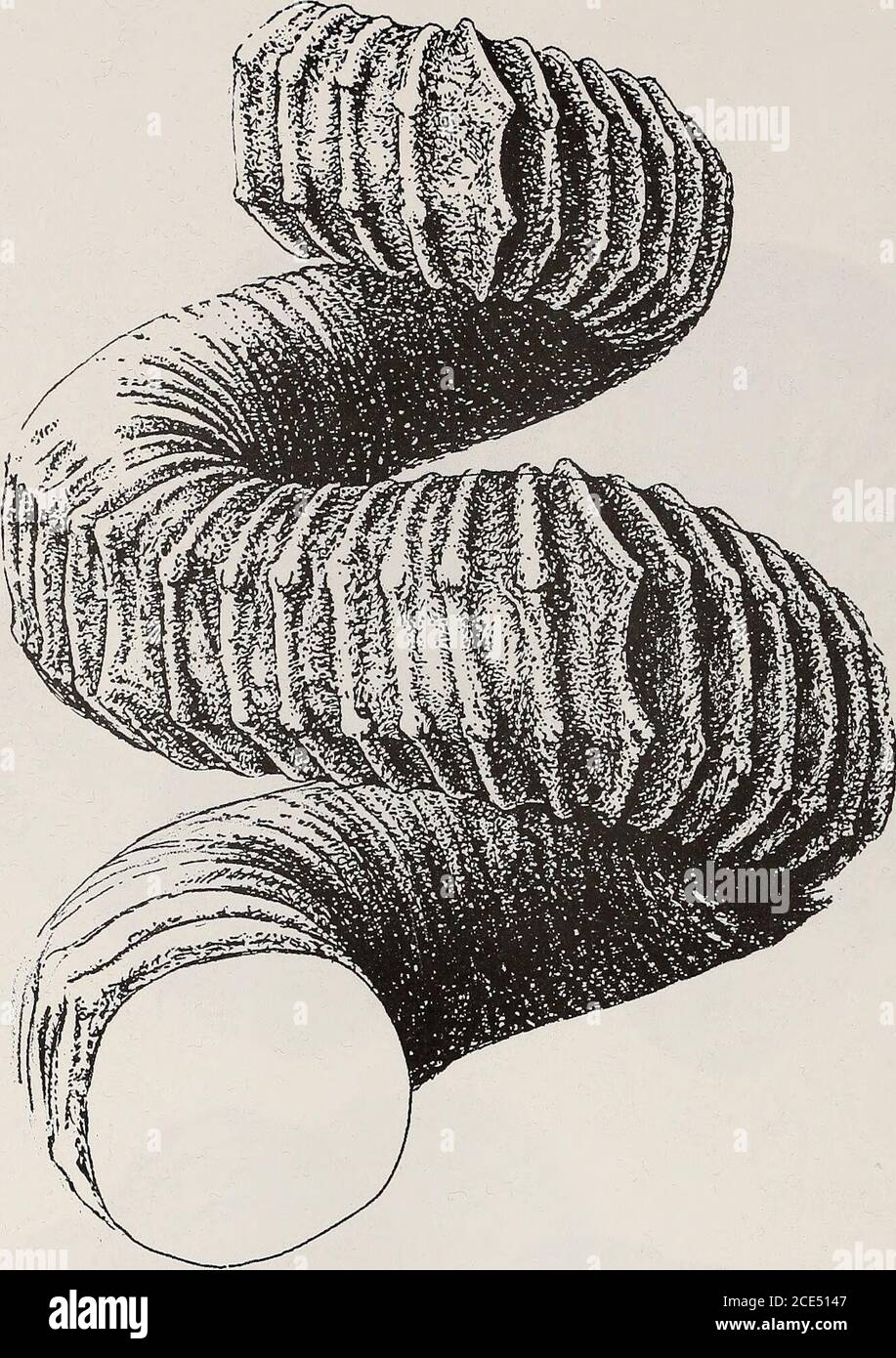 S E 5a Fotos E Imagenes De Stock Pagina 6 Alamy