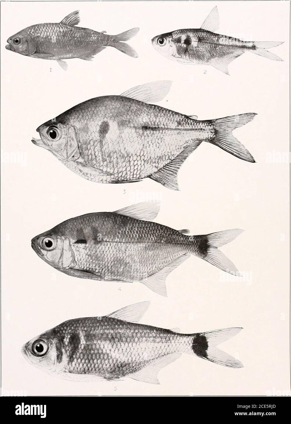 Los Peces De Agua Dulce De La Guayana Britanica Incluyendo Un Estudio De La Agrupacion Ecologica De Especies Y La Relacion De La Fauna De La Meseta Con La De Las