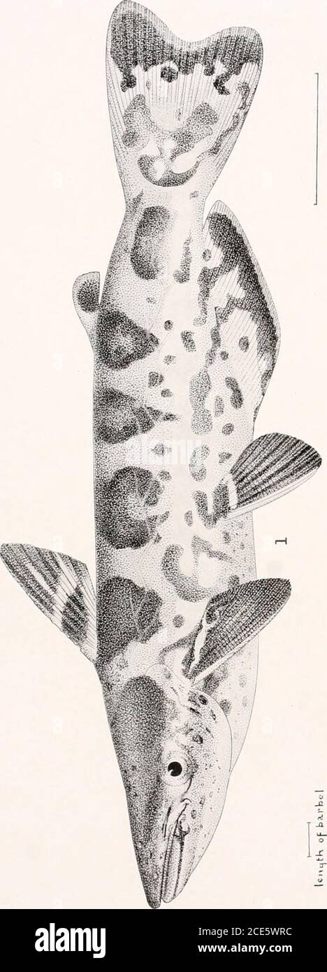 . Los peces de agua dulce de la Guayana Británica, incluyendo un estudio de la agrupación ecológica de especies y la relación de la fauna de la meseta con la de las tierras bajas. 1 (J Kc z z z W o z z sz o x; w 3 w C3W PS &lt;o. Foto de stock