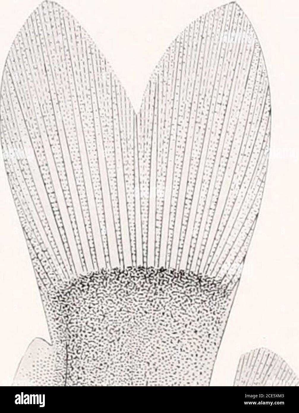 . Los peces de agua dulce de la Guayana Británica, incluyendo un estudio de la agrupación ecológica de especies y la relación de la fauna de la meseta con la de las tierras bajas. Brachyglanis phalacra Eigenmanx. (Tipo.) 2.5 mm. a dorsal. No 1071. 2. Microglanis pcecilus Eigex- maxx. (Tipo.) 37 mm. No 1676. X w E-&lt; o in ow s ps &lt; ps. (yo Foto de stock