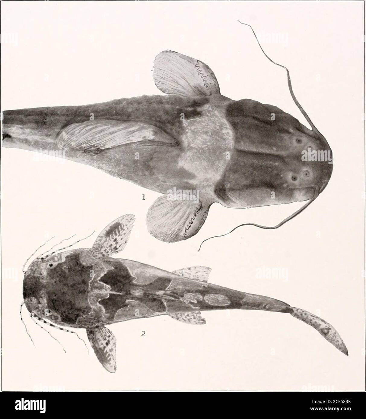 . Los peces de agua dulce de la Guayana Británica, incluyendo un estudio de la agrupación ecológica de especies y la relación de la fauna de la meseta con la de las tierras bajas . o o zz z HO t—t H o Z z&lt; sz HO ao o 3 W Memorias Carnegie Museum, Vol. V. Plate XII. Brachyglanis phalacra Eigenmanx. (Tipo.) 2.5 mm. a dorsal. No 1071. 2. Microglanis pcecilus Eigex- maxx. (Tipo.) 37 mm. No 1676. X w E-&lt; o in ow s ps &lt; ps Foto de stock