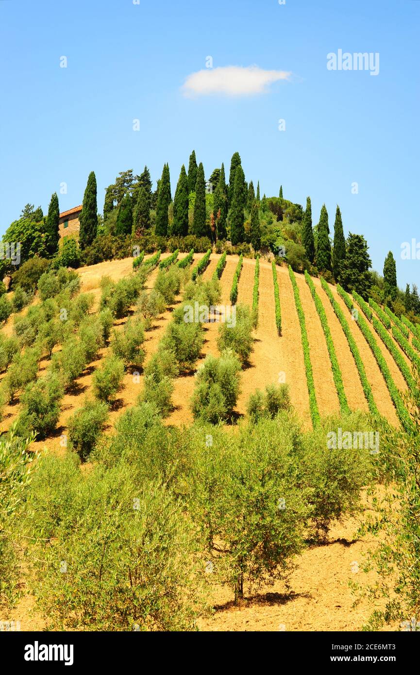 Toscana con viñedos Foto de stock