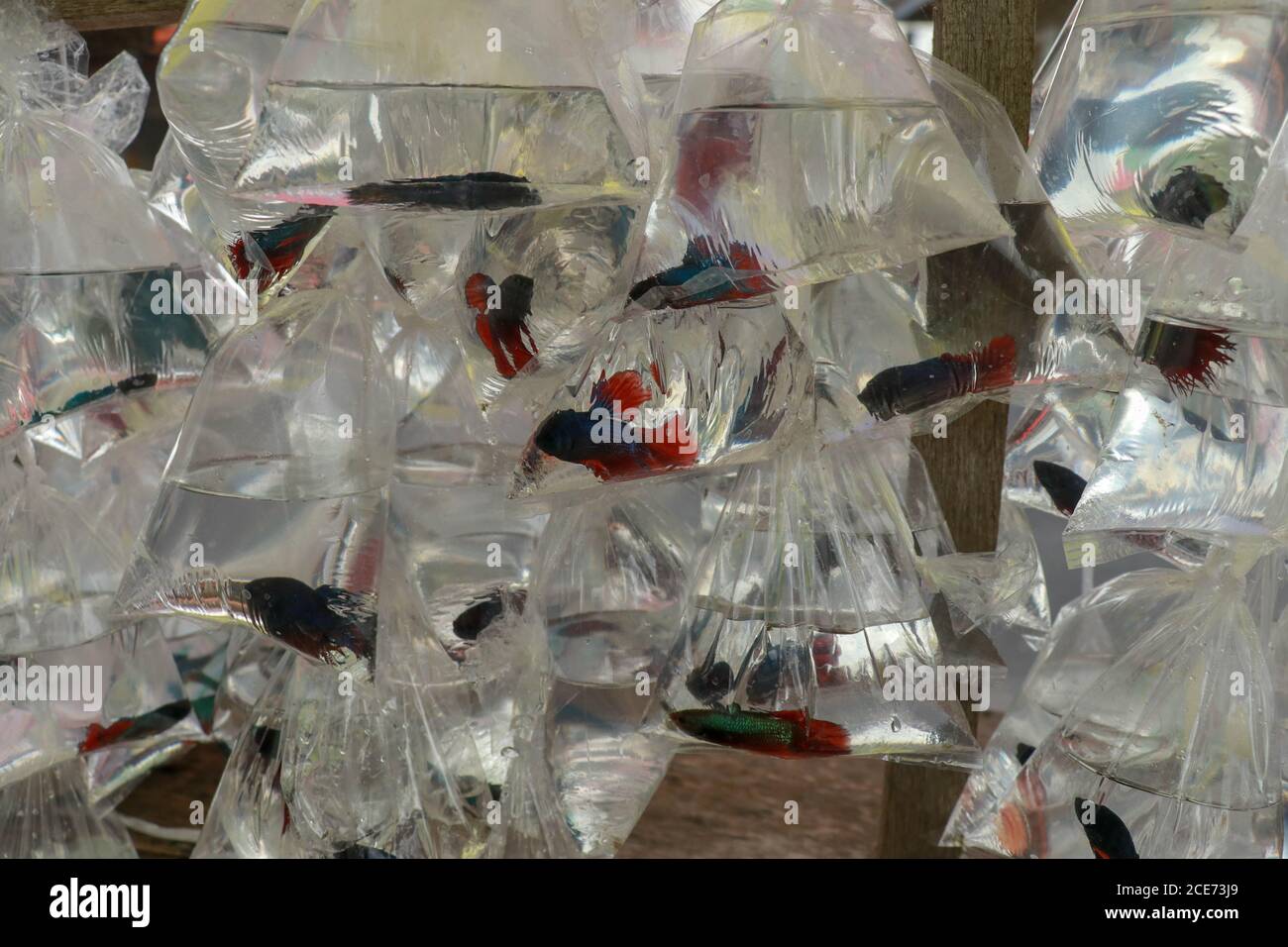 Muchas bolsas de plástico de pescado para vender en la calle de compras.  Pequeño pez siamés lucha, Betta splendens en bolsa de plástico, la venta en  el mercado, Bali Fotografía de stock -