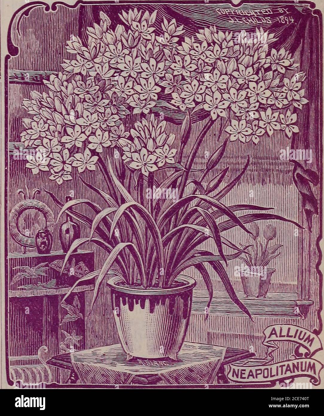 Childs' otoño catálogo de bulbos . por cualquier otra flor. Mariae—del  mismo tamaño y forma que Atropurpurea, pero de color alovely lila-rosa, con  grandes manchas de púrpura  gran belleza. Sari
