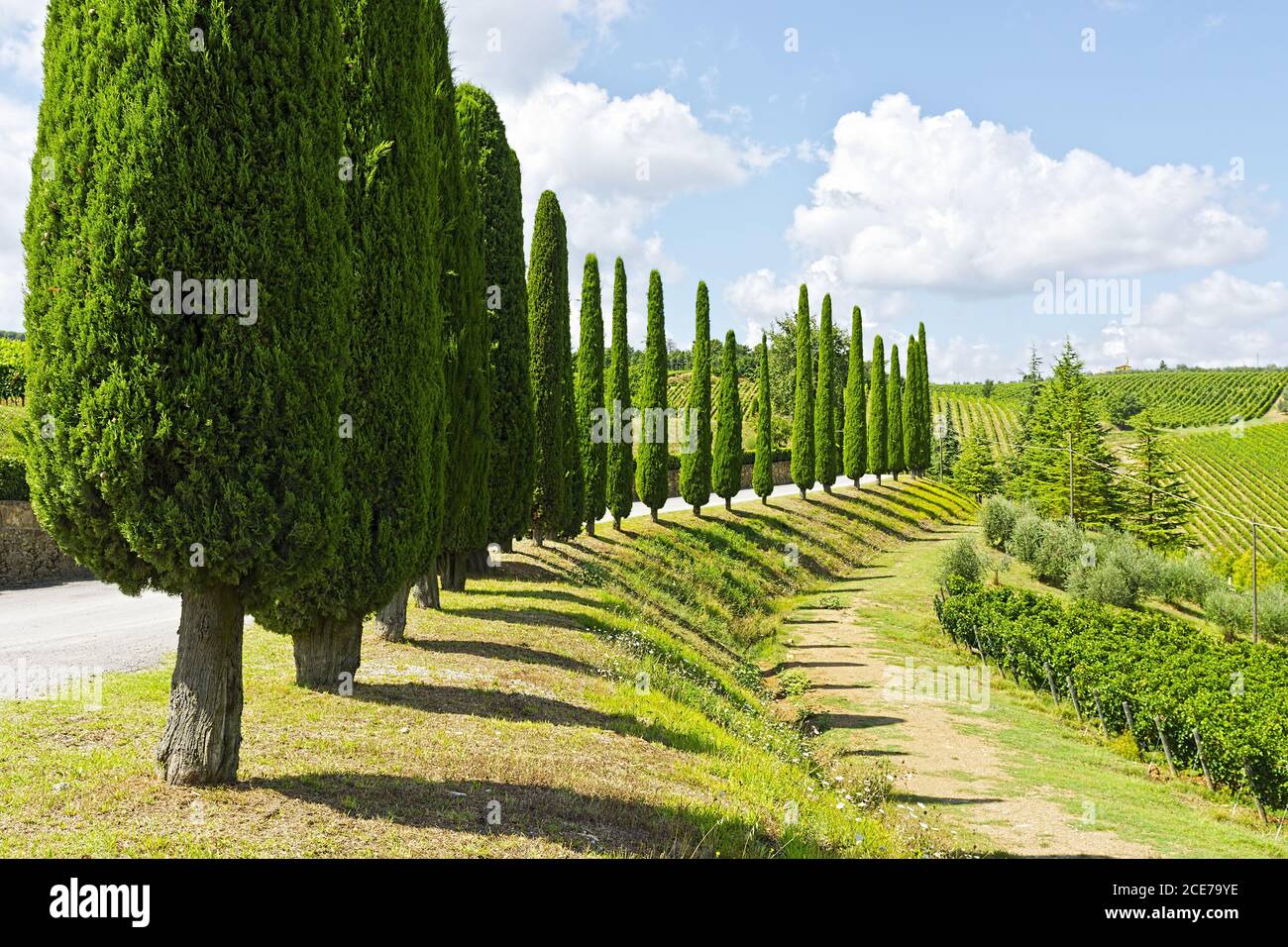 Cipreses en la Toscana Foto de stock