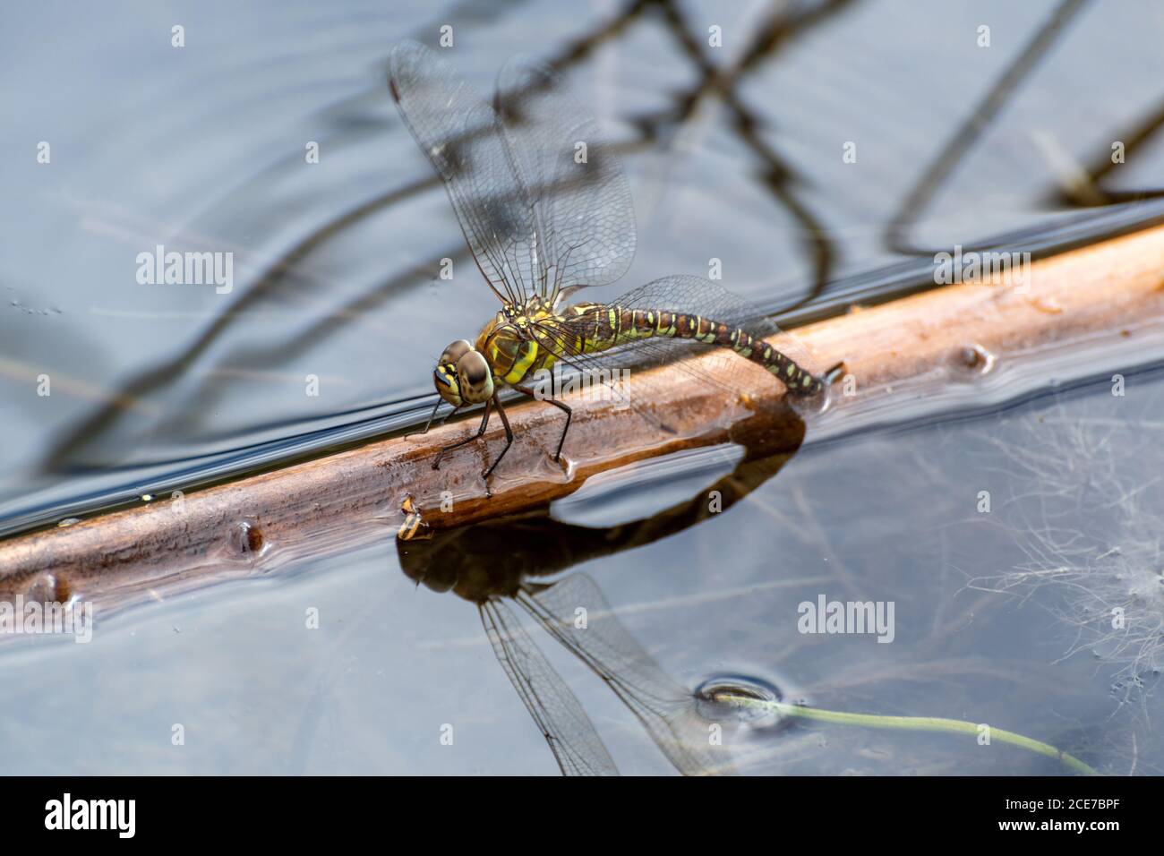 Mujer ambulante migrante libélula (Aeshna mixta) ovipositing en un estanque, Reino Unido Foto de stock