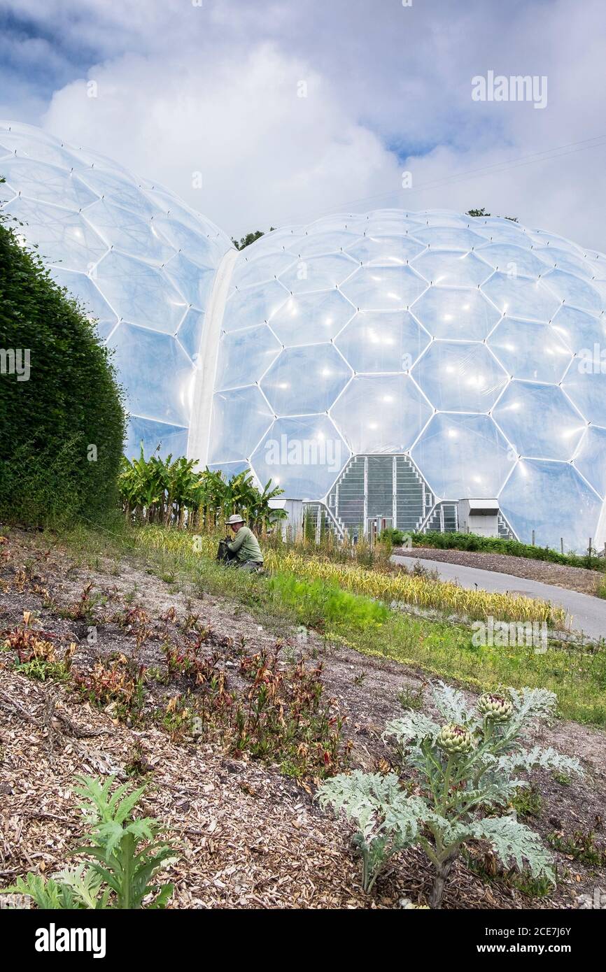 Un trabajador que se desyerba fuera del bioma de la selva tropical en el Eden Project cerca de St Austell en Cornwall. Foto de stock