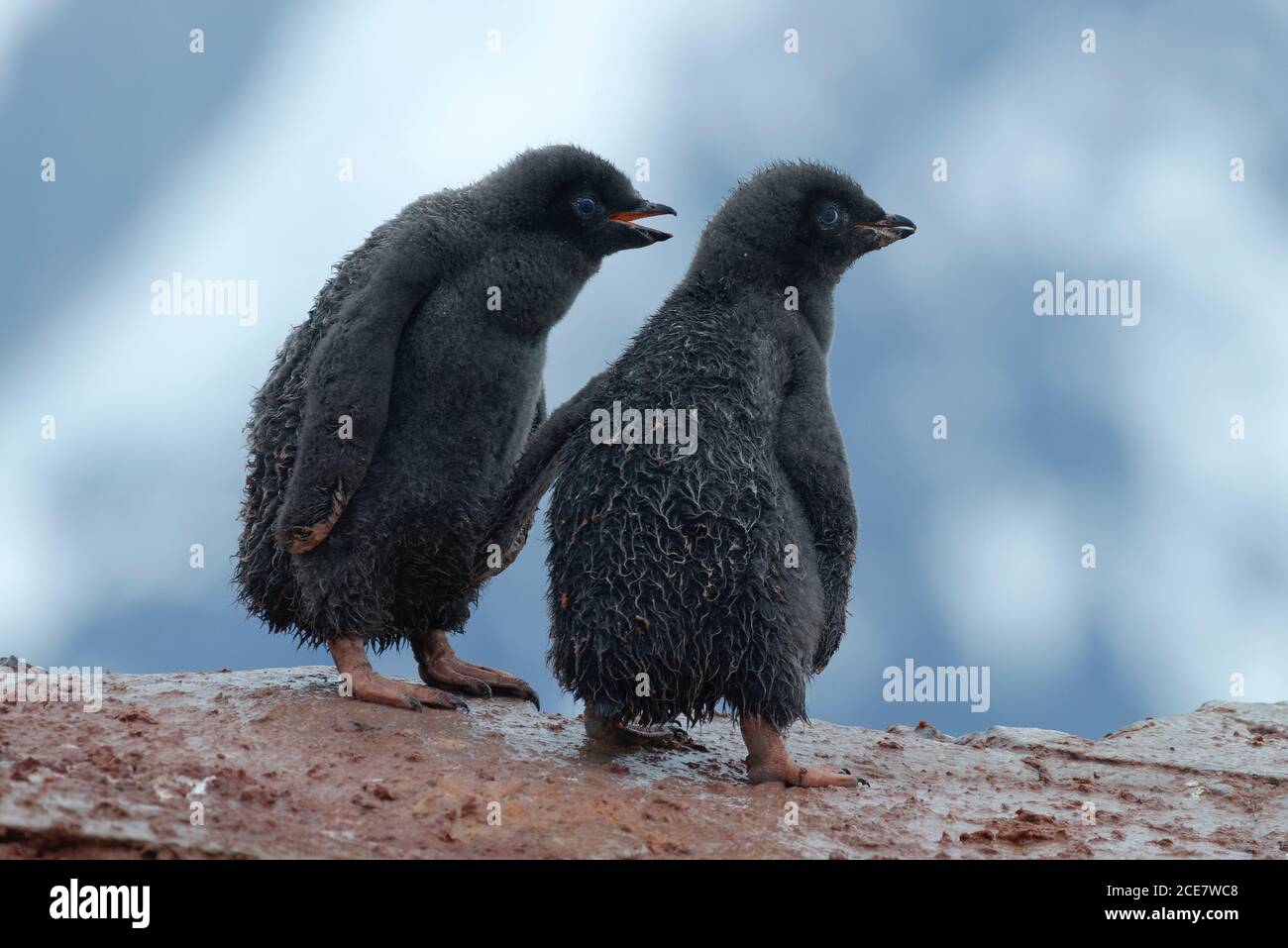 Dos pingüinos Adélie (Pygoscelis adeliae), pollitos, Isla Petermann, Tierra de Graham, Antártida Foto de stock