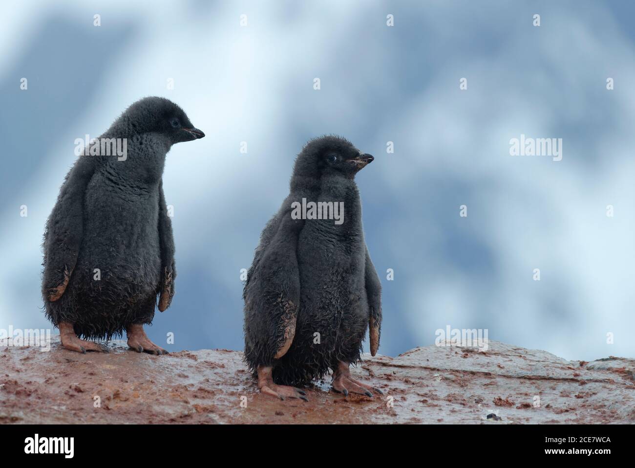 Dos pingüinos Adélie (Pygoscelis adeliae), pollitos, Isla Petermann, Tierra de Graham, Antártida Foto de stock