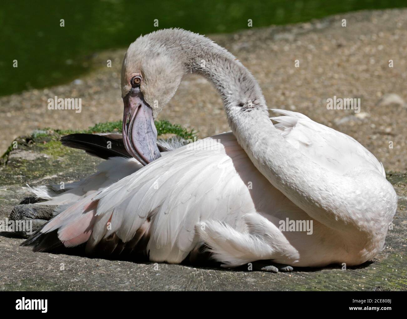 Mayor Flamingo (phoenicopterus roseus) juvenil Foto de stock