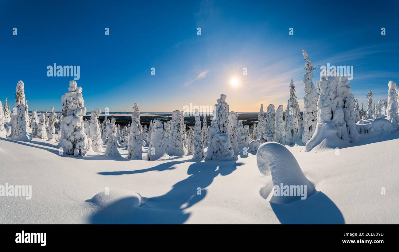 Pintoresco paisaje de bosque de invierno cubierto de suave nieve bajo el cielo azul brillante en el día soleado Foto de stock