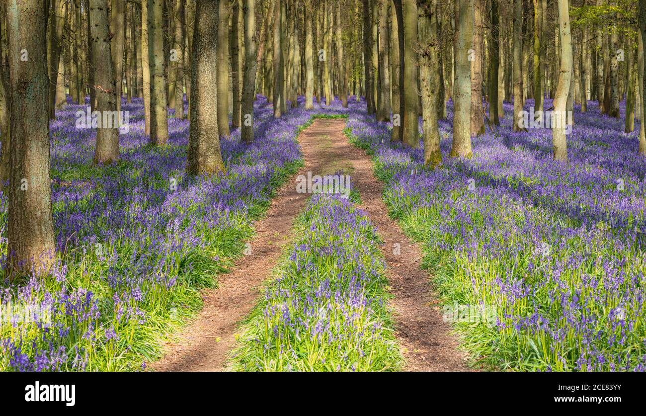 Una hermosa alfombra de primavera de Bluebells en el campo británico. Foto de stock