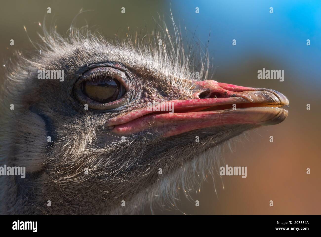 Primer plano de la cabeza de ave avestruz común silvestre con pico rojo de pie contra fondo verde borroso en la naturaleza Foto de stock