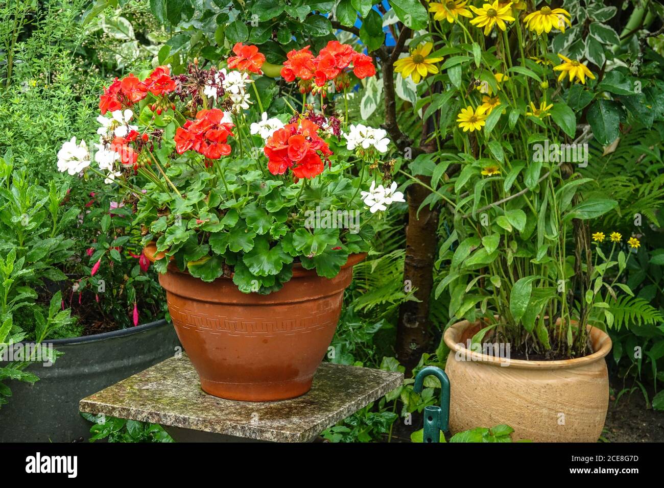 Jardín de flores de agosto Plantas de floración de verano en macetas Pelargonios floreciente en macetas de cerámica Falso girasol Heliopsis helianthoides Foto de stock
