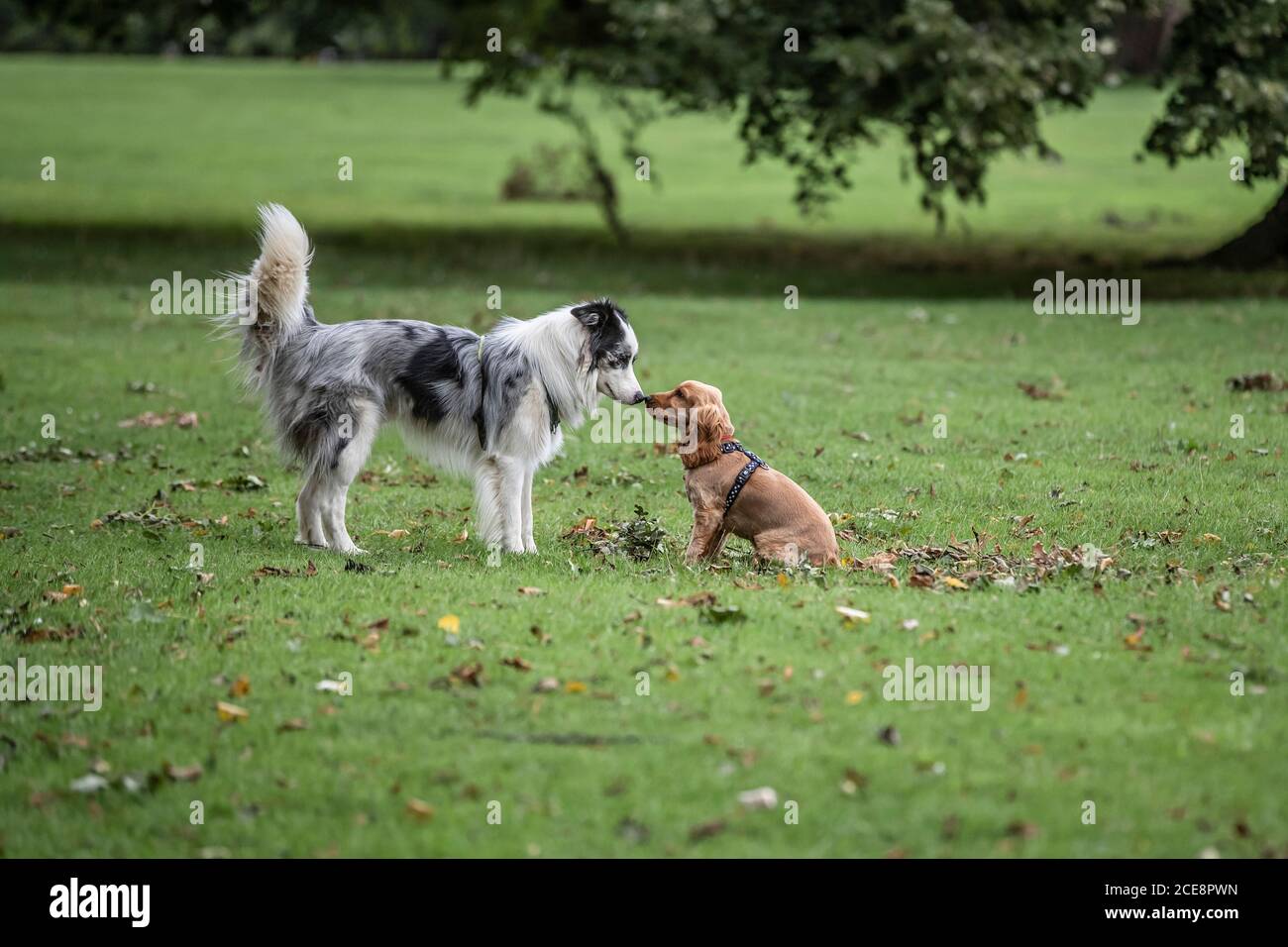 Tri colored Border Collie haciendo amigos con el perro pequeño, Abington Park, Northampton, Inglaterra, Reino Unido. Foto de stock